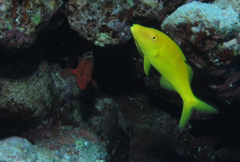 the bright yellow fish is swimming among many corals