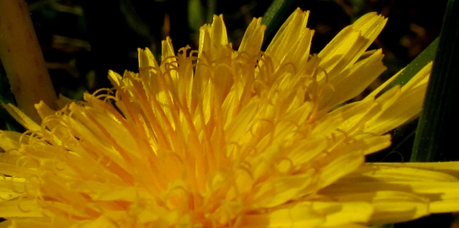 a yellow flower in a grassy area