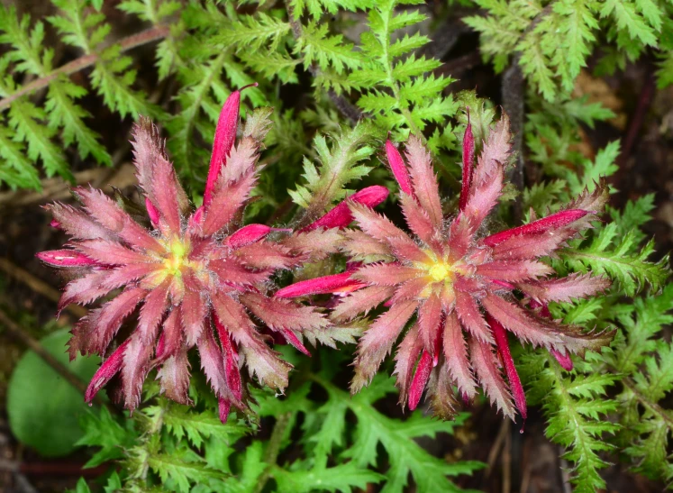 two bright pink flower heads are pictured in close up