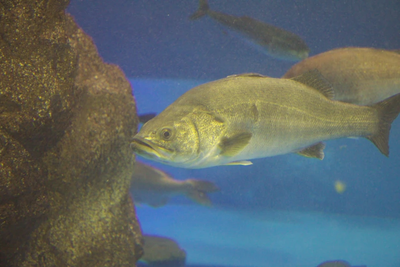 a bunch of small fish swimming around inside a tank