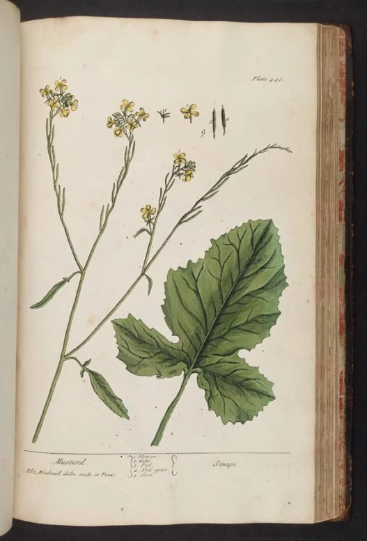 a drawing of flowers on an old book