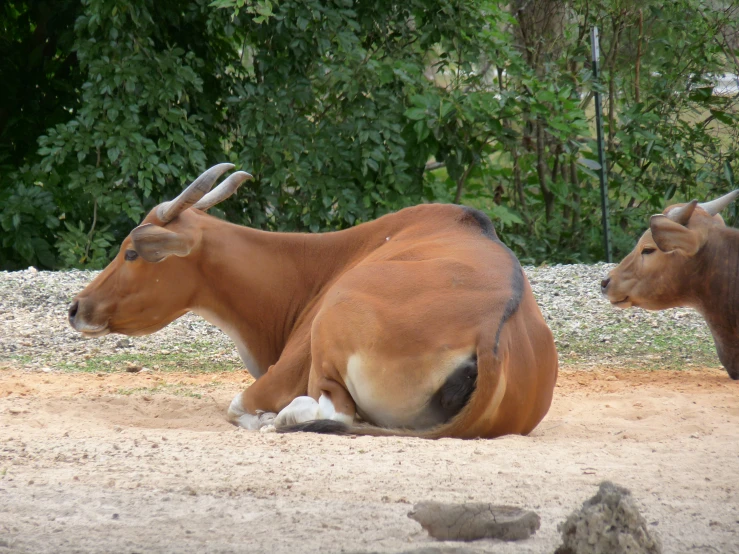 two brown cows sitting next to each other on a field