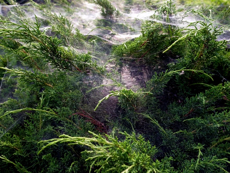 water spewing out into the air from above a lush green forest