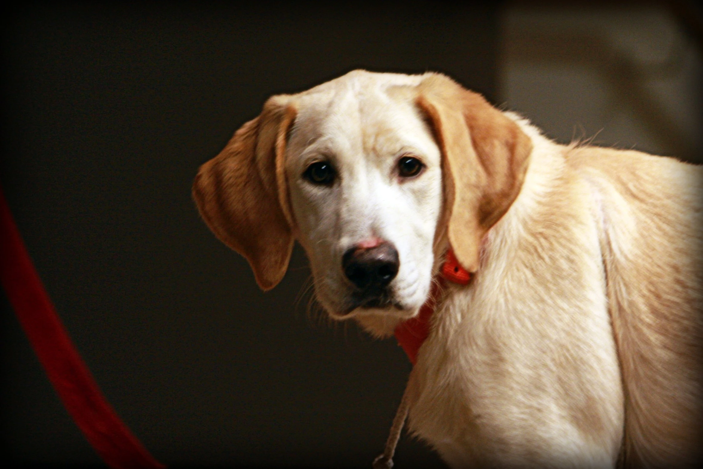 a beige dog with a red leash looking at the camera