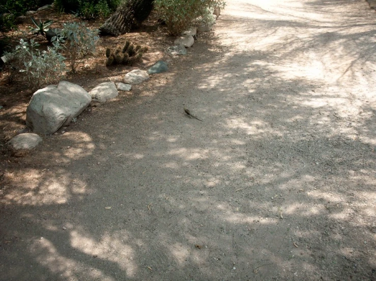 small bird is walking around the dirt road