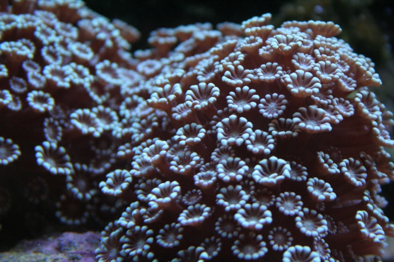 a coral with little white dots on it's surface