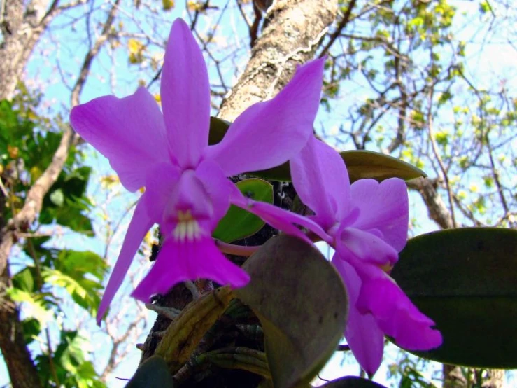 a group of bright purple flowers that are on top of a tree