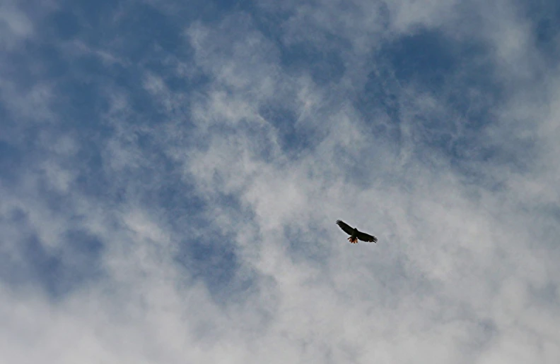 a bird flying through a blue cloudy sky