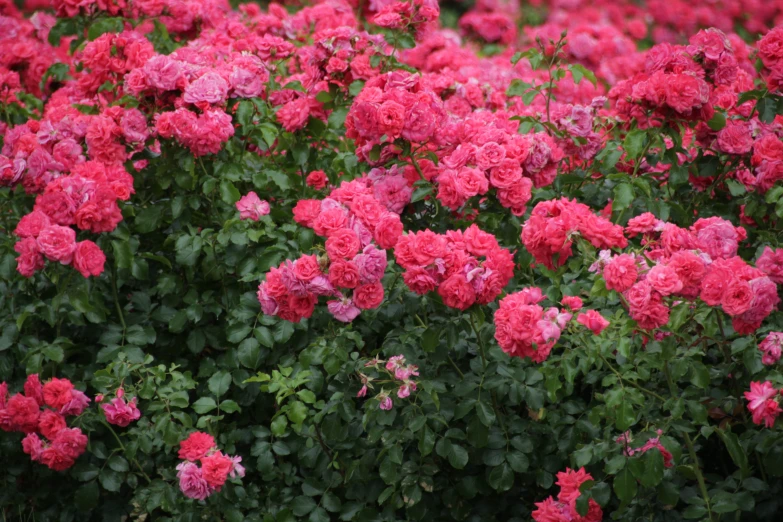 the many pink flowers are blooming together