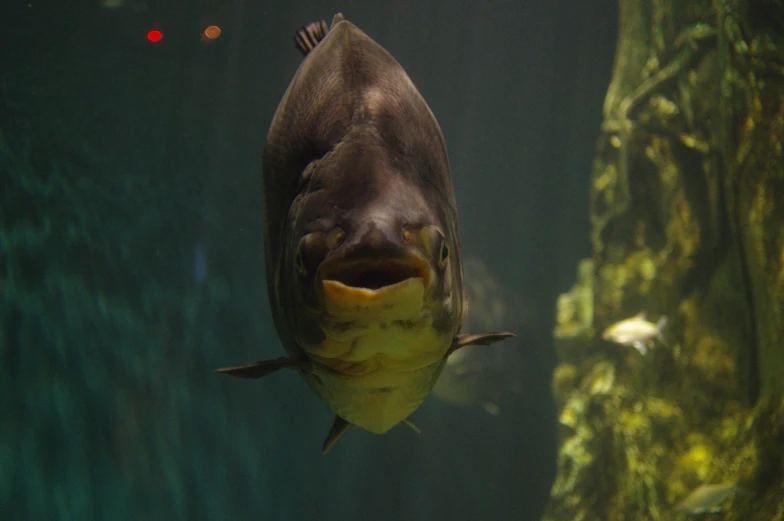 a large fish with its mouth open inside of a tank