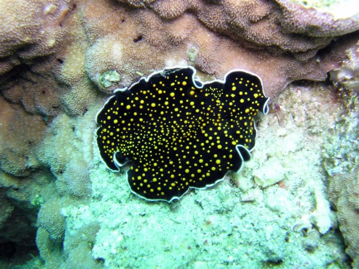 the black and yellow stingfish is among the corals