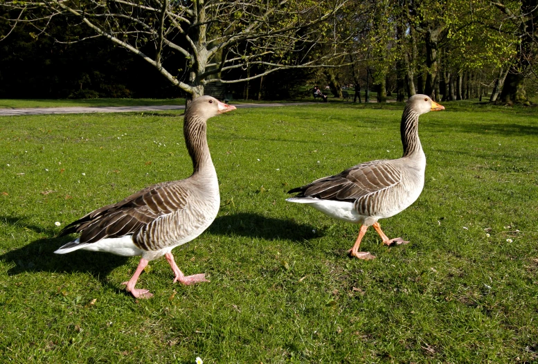 two geese walking on the grass towards each other