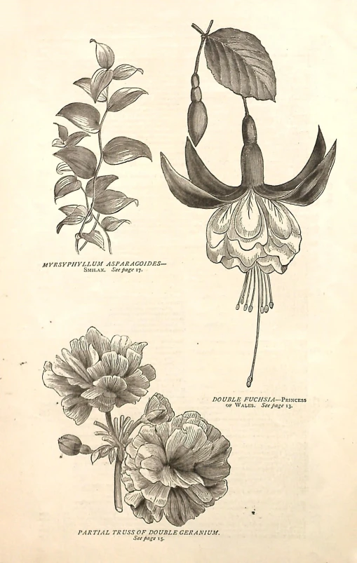 an old book shows different flower and plant species