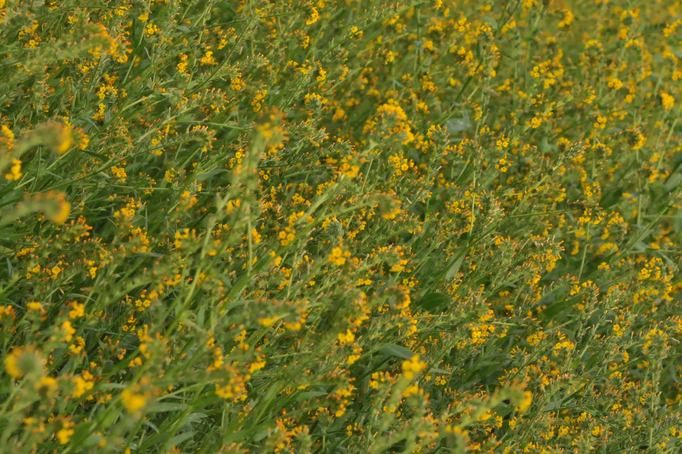 a black - faced bird sitting in a flower filled meadow