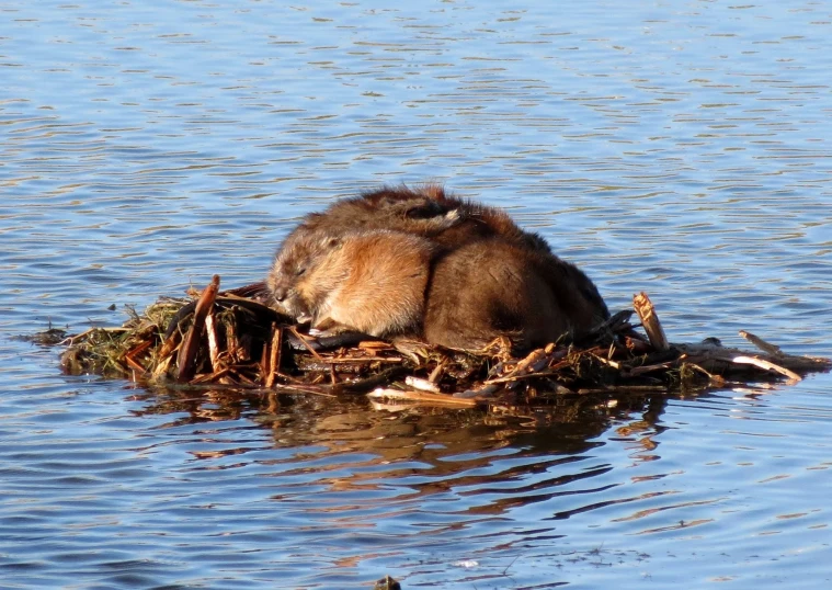 a duckling rests on its nest floating on the water