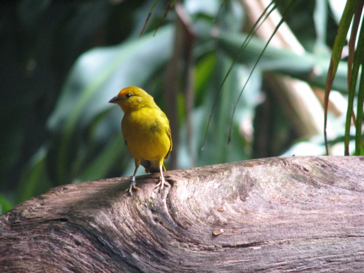 there is a small yellow bird sitting on the log