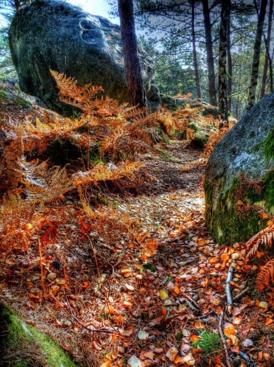 a path in the woods with rock formations, leaves and rocks