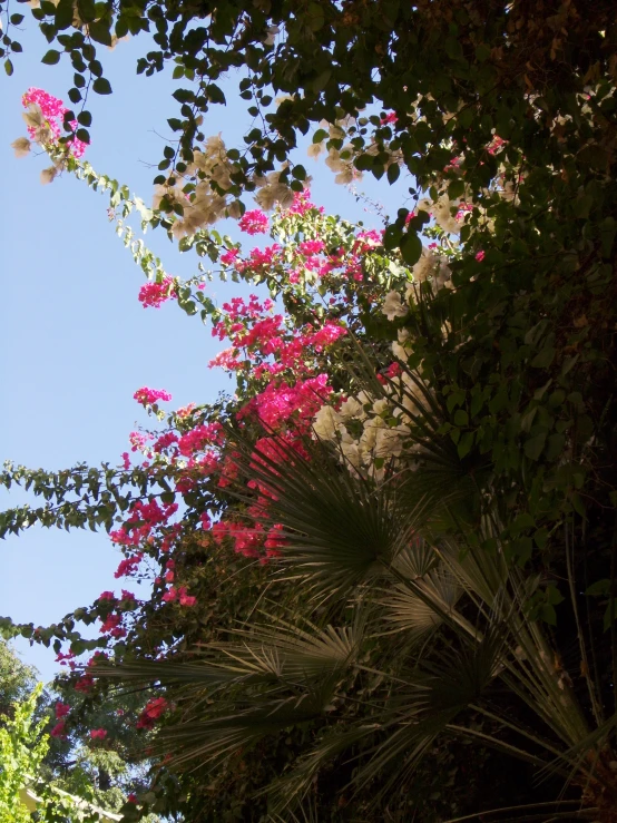 pink flowers and leaves on the nches of trees