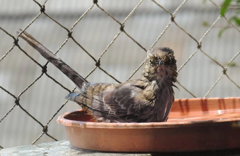 a bird in a bowl inside of a fence