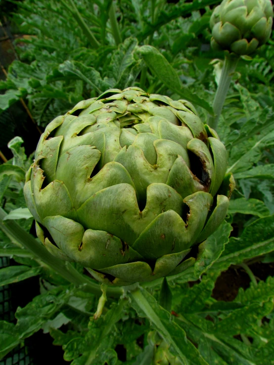 an artichoke in a garden full of green plants