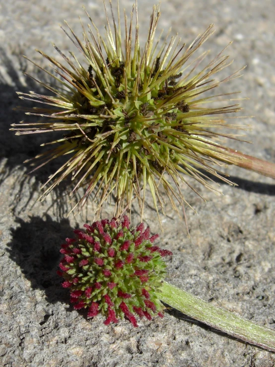 a spiky plant is sitting in the sun