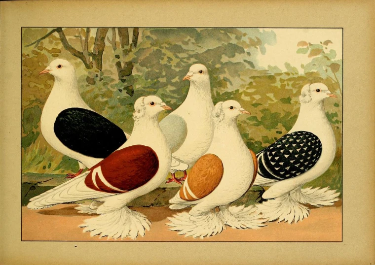several birds with a patterned body and neck, some with a patch on their 