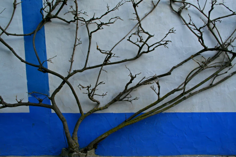 a bare tree is near a blue wall
