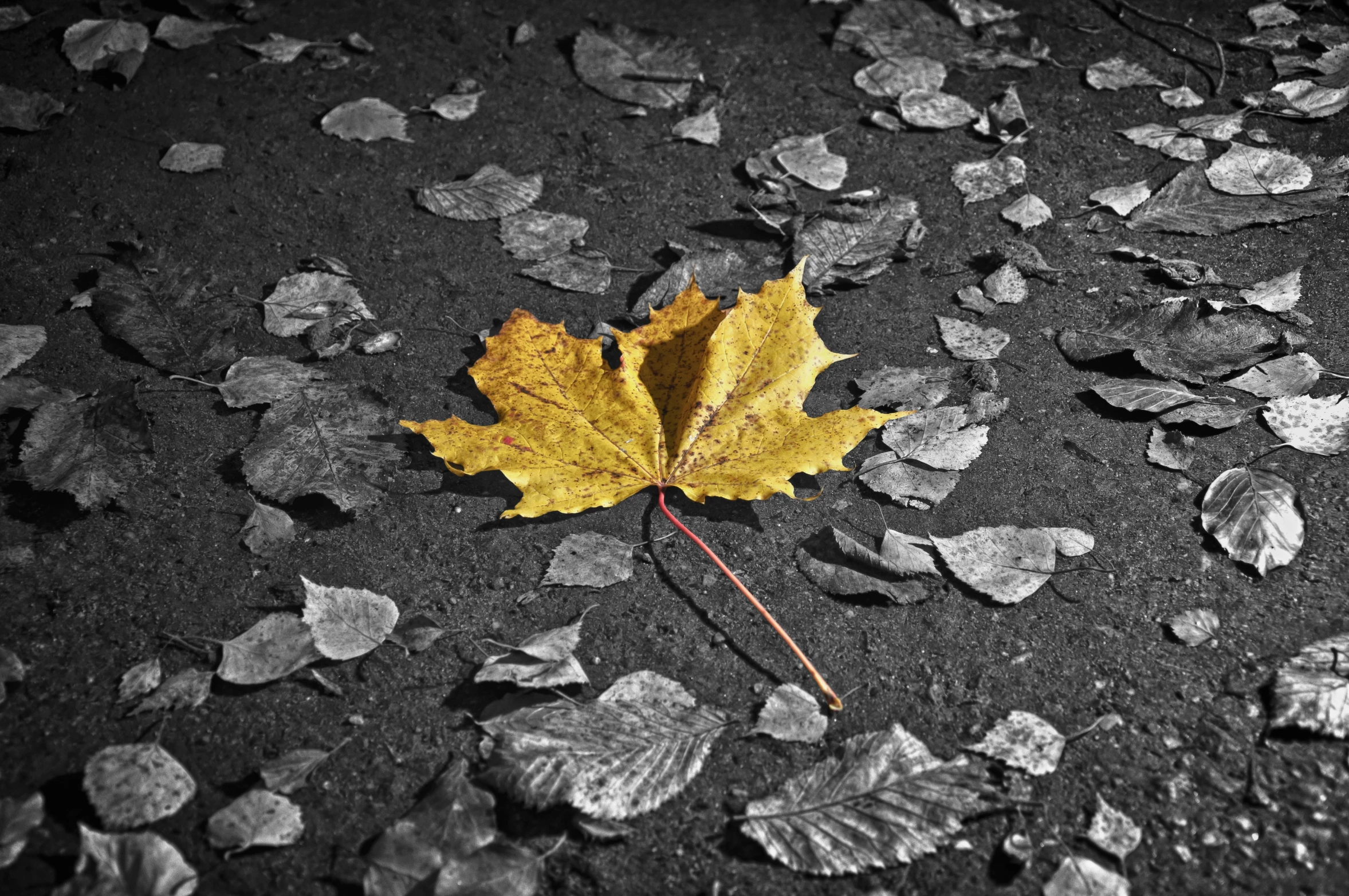 an empty yellow leaf laying on the road