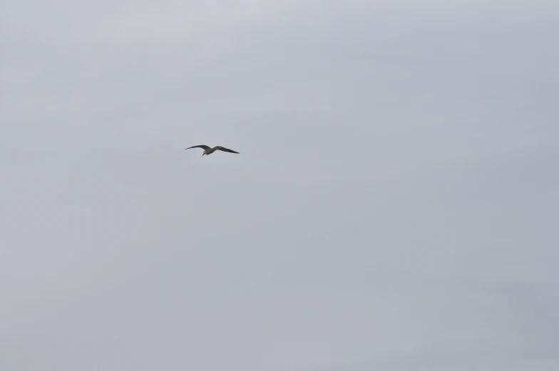 a bird flying through the sky with a cloudy background