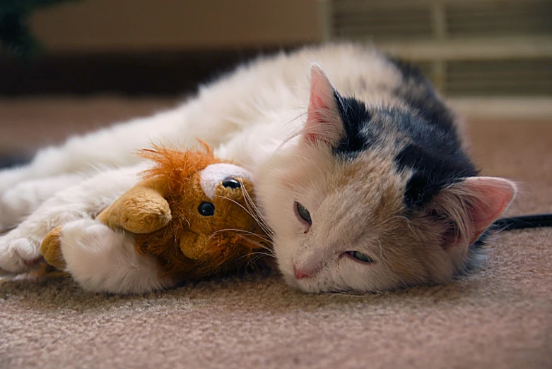 a cat that is laying down next to a stuffed toy