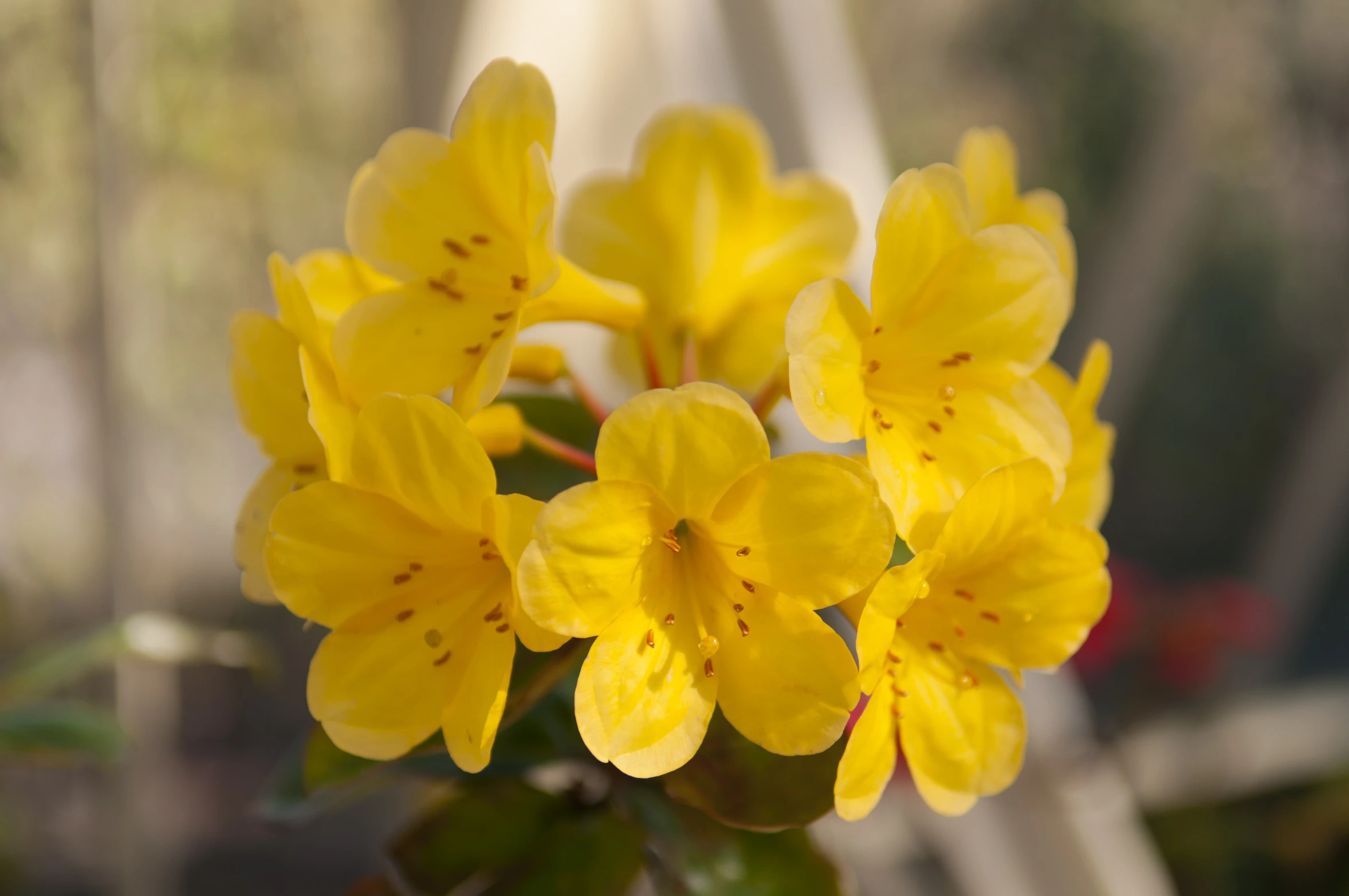 this is a close up view of a yellow flower