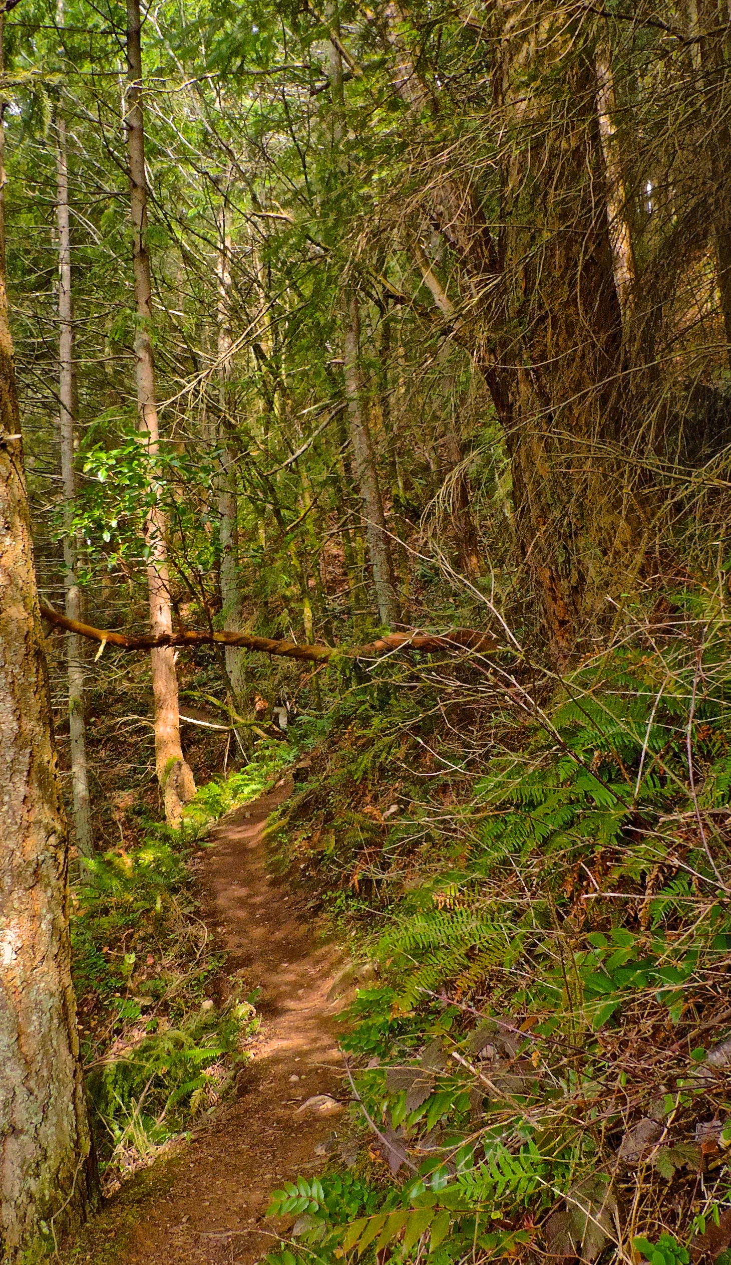 a path that is made through the forest