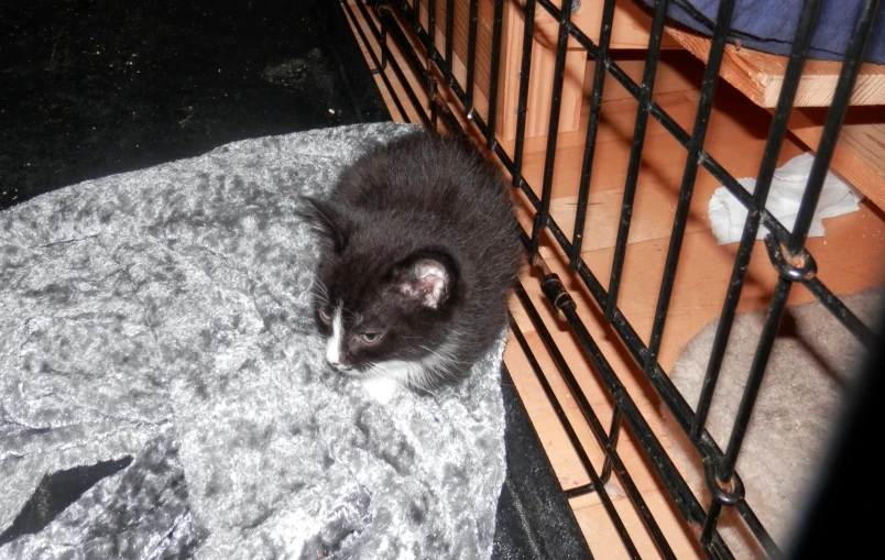 a cat is in an iron cage next to a towel