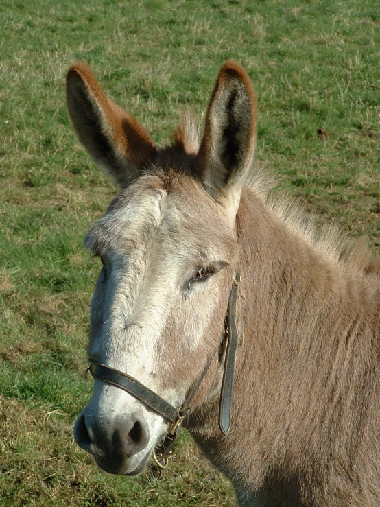 a small, skinny donkey with a red ear