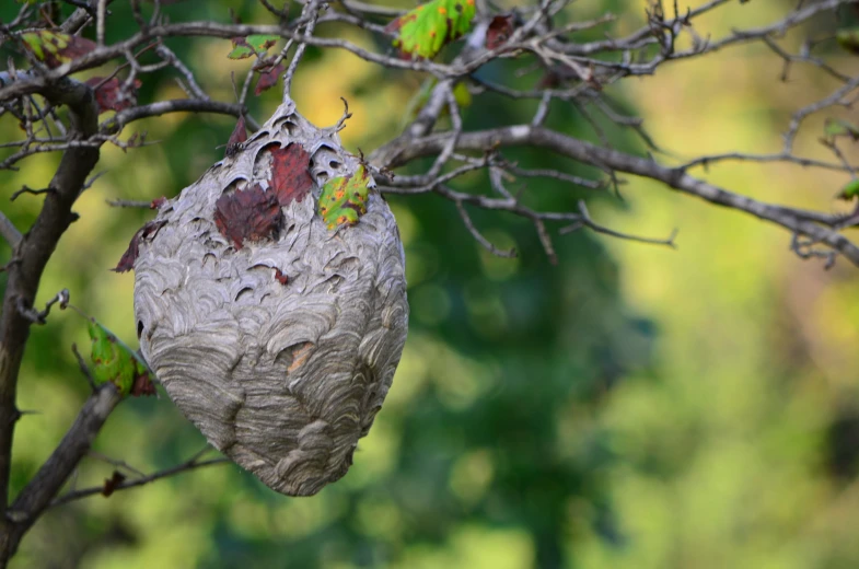 a bird is in a small nest built between the nches of a tree