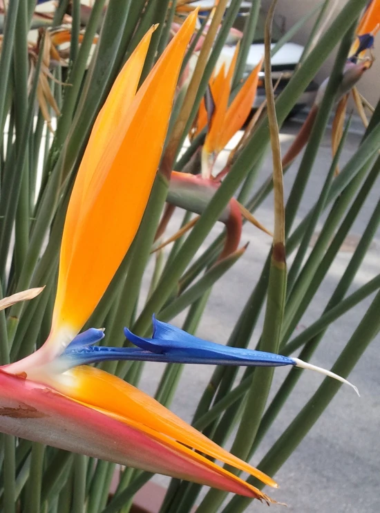 two colorful birds of paradise flower and some leaves