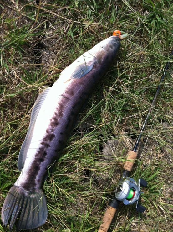 fish and fishing rods sitting on a lawn next to one another