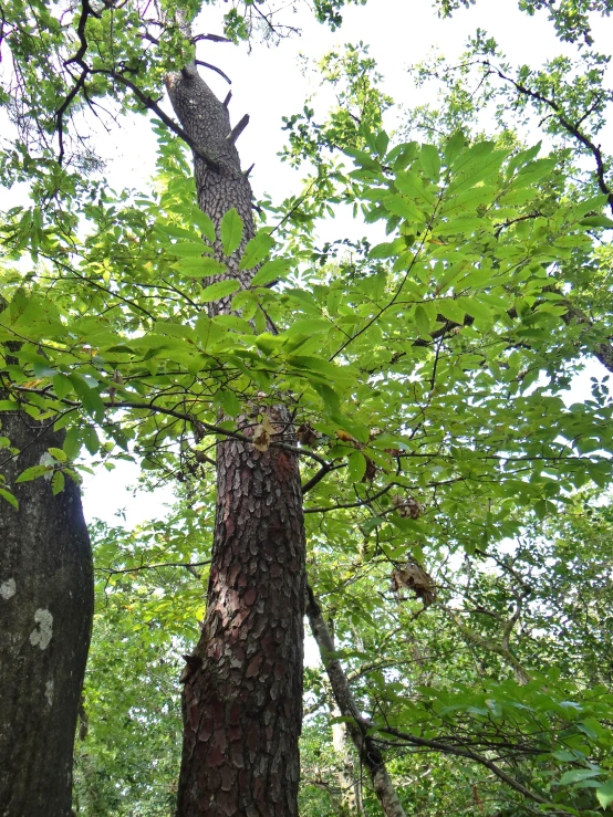 an animal on top of a tree in the woods