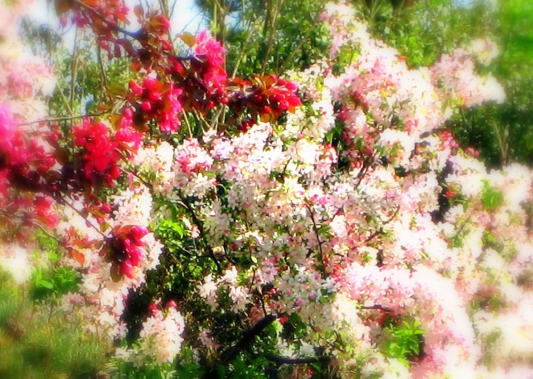 a flowering shrub in front of a bush with many pink flowers