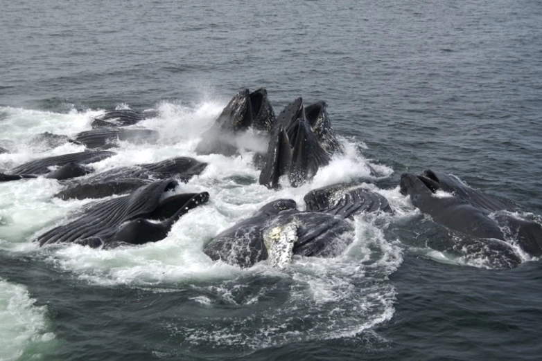 the whale is swimming on the water near some rocks