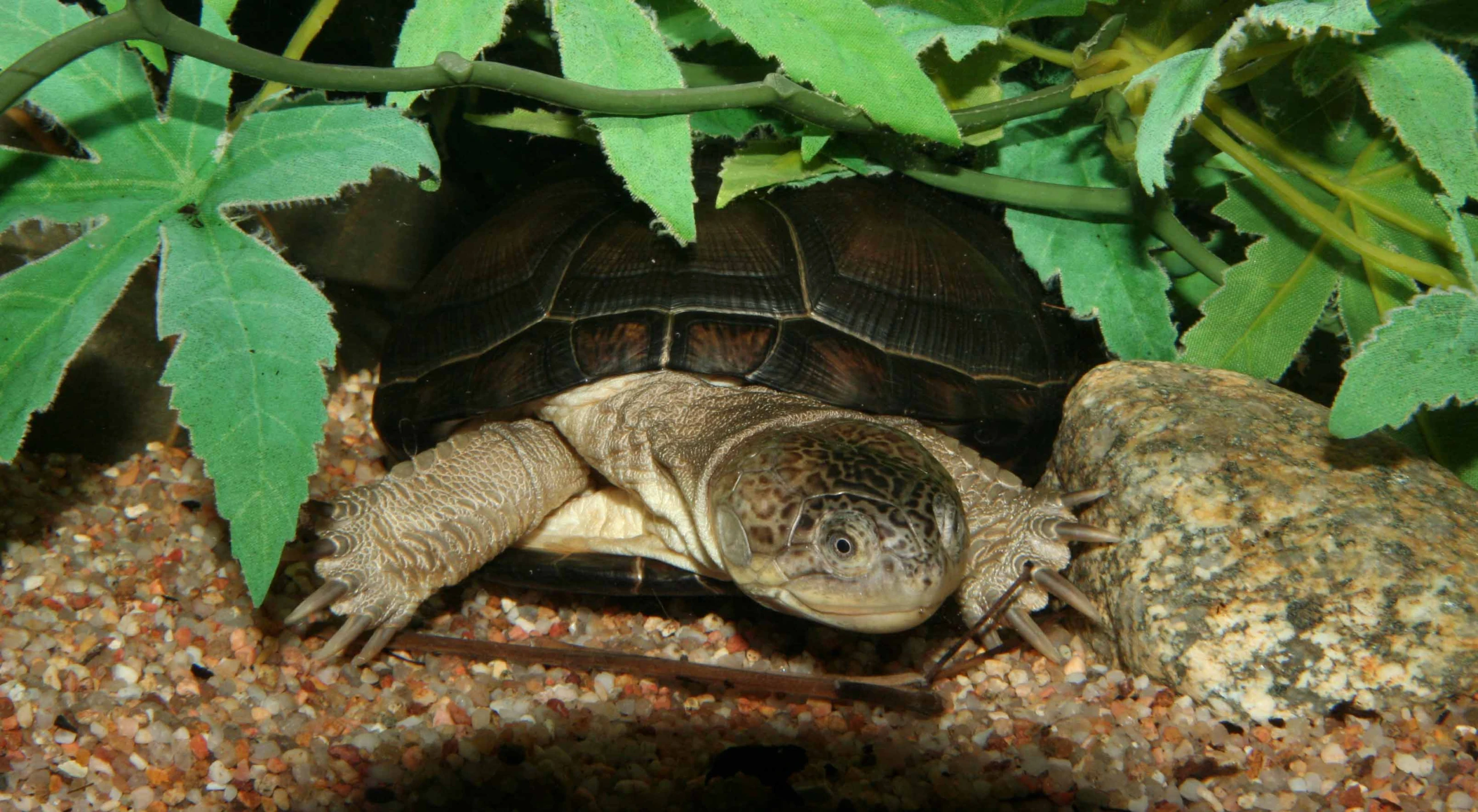 an image of a turtle in the dirt