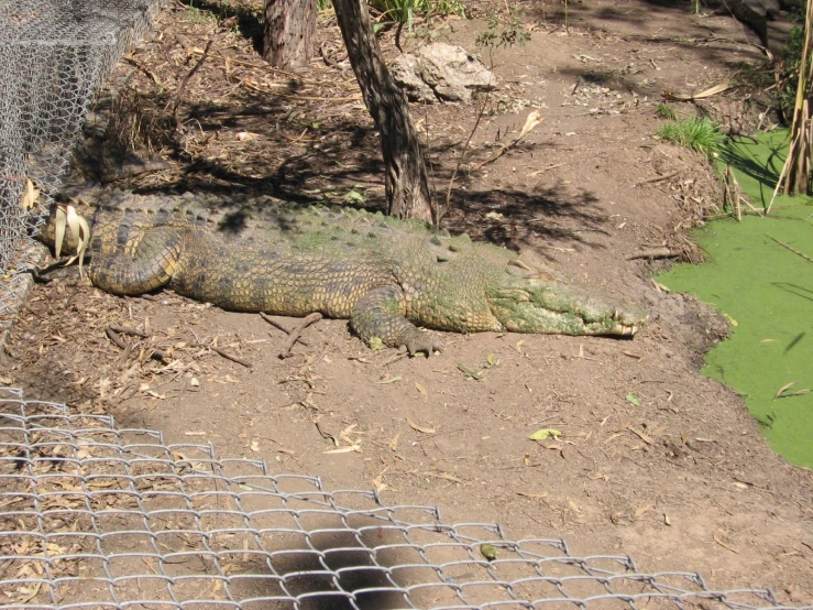 large alligator resting on the ground near the fence