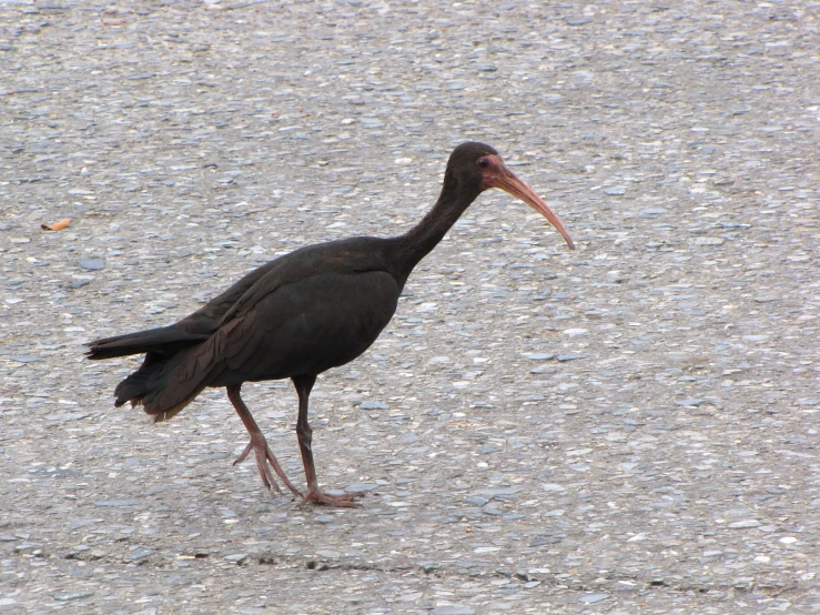 black bird walking across the street in the daytime