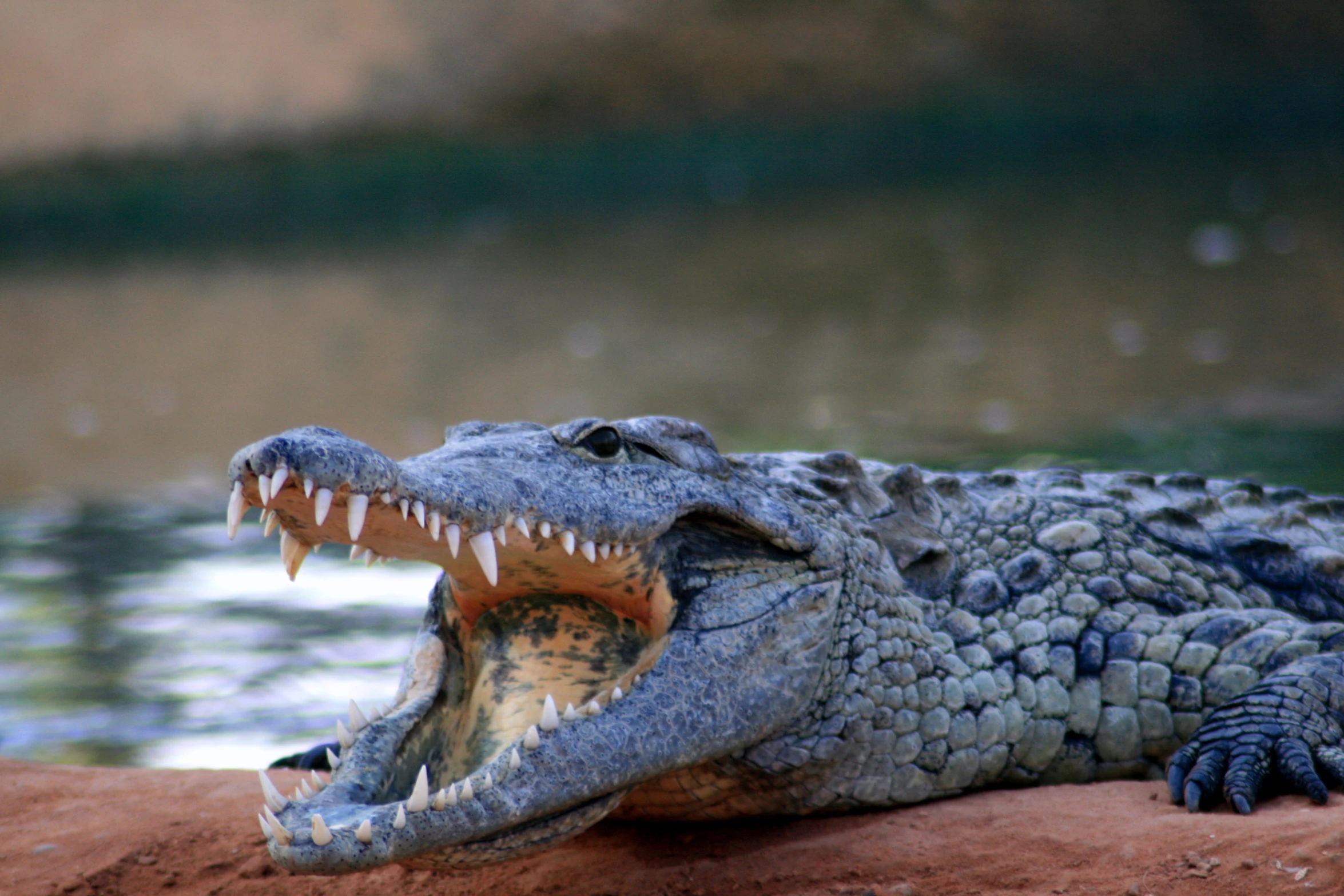 a crocodiles face that is laying down on some mud