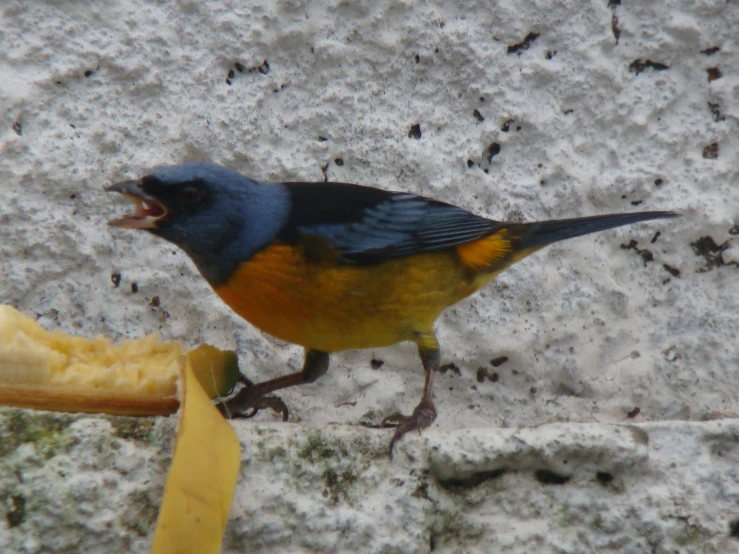 a small yellow bird standing on a ledge with food in its beak