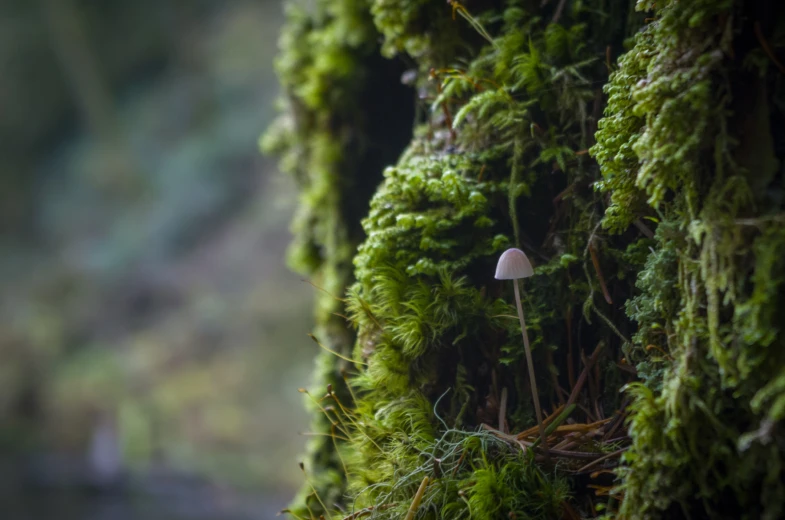 a moss covered wall with small mushrooms on it