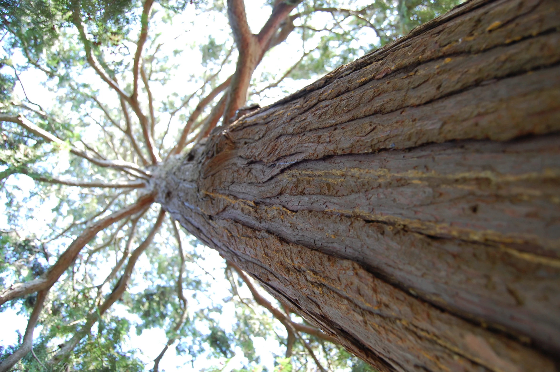 there is a tree with very thin trunk