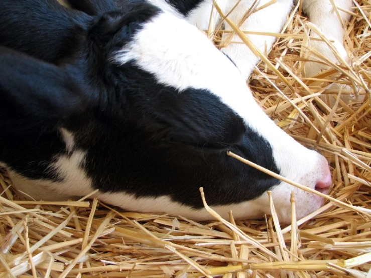 the baby cow is laying in the straw
