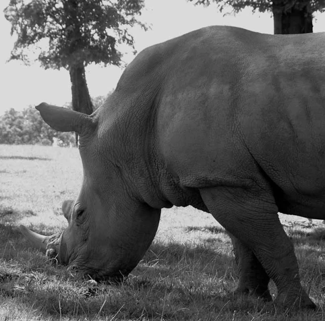 a rhino grazing on grass under a tree