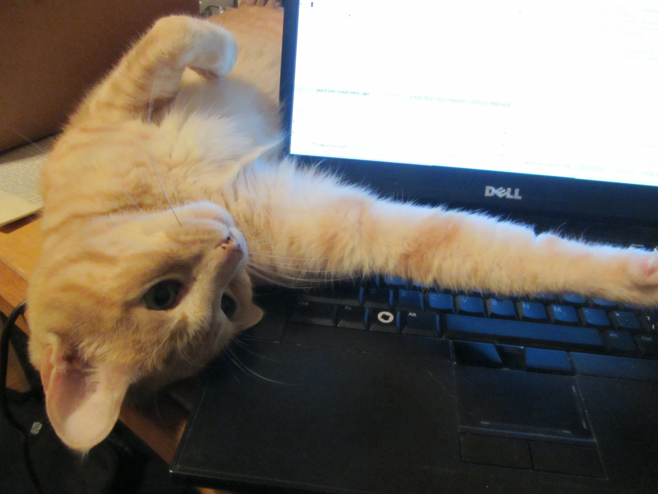 an orange and white cat laying on top of a laptop